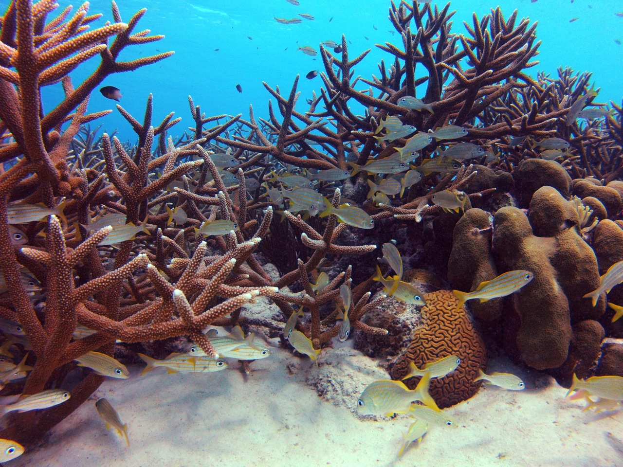 11 Patch of healthy staghorn coral