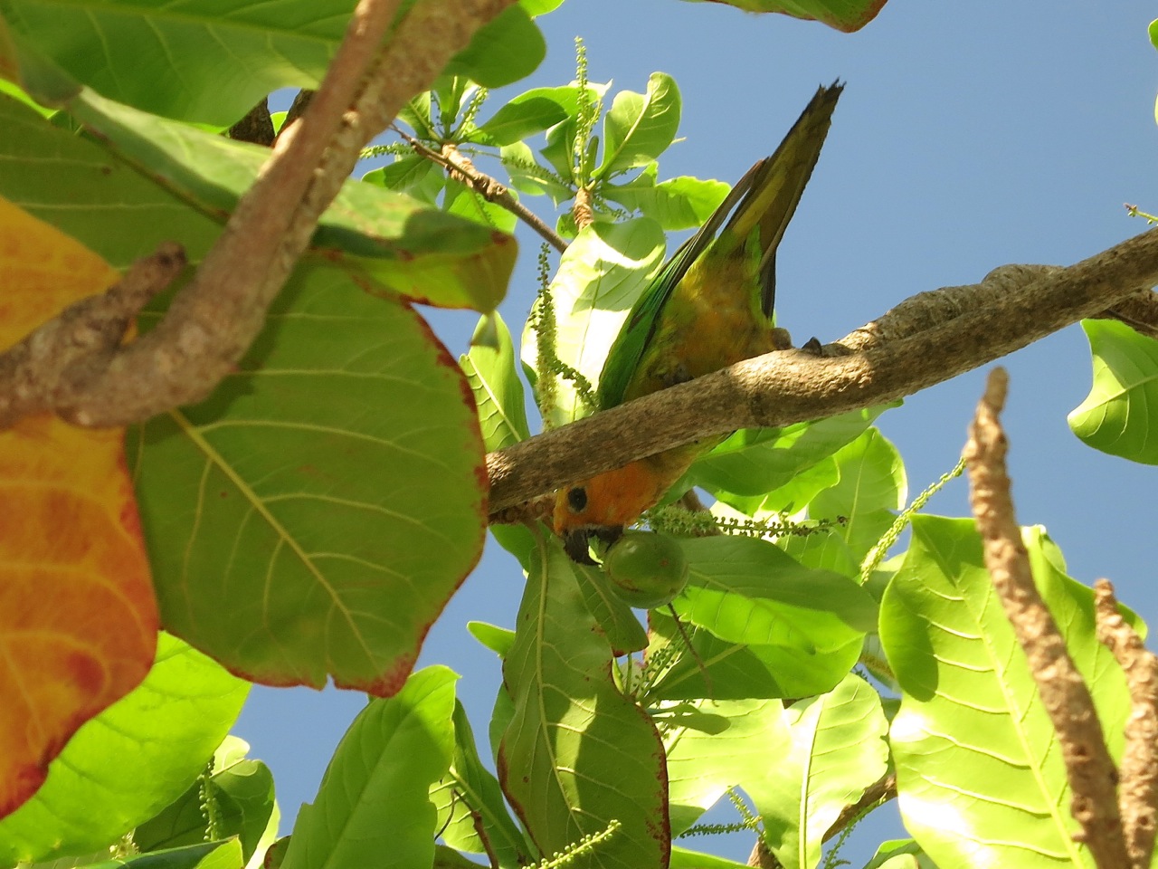14 Bonaire's native parakeet