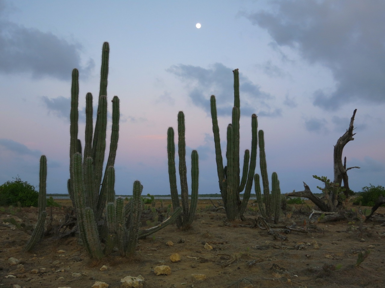 15 Cacti bordering Lac Bay at moonrise