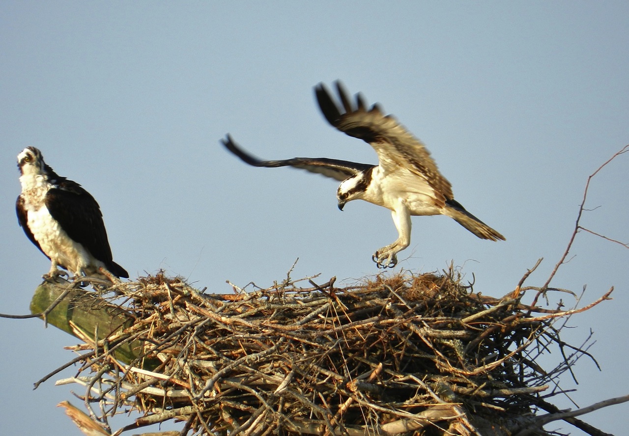 DSCN0411  Photo by Mel of nesting ospreys.jpg