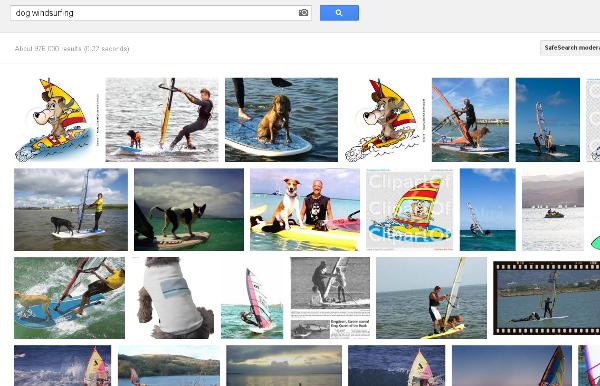 Lots of pics of dogs windsurfing