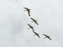 13 Flock of large white ibis