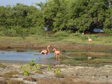 3 Caribbean flamingoes inhabit the mangroves fringing Lac Bay