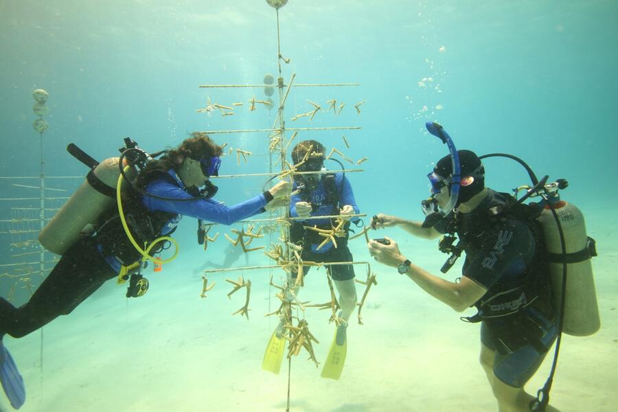 12  Working at coral nursery.  This site was previously covered by coral. Photo by Ken