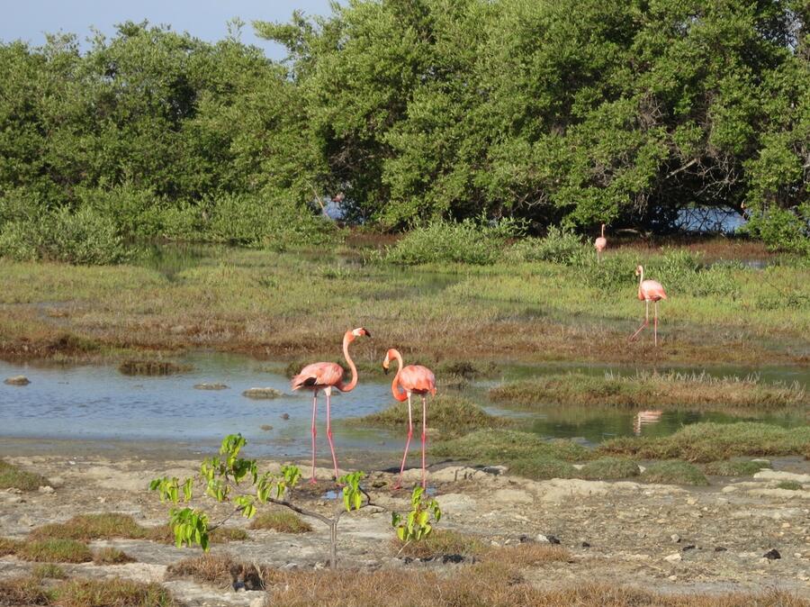 3 Caribbean flamingoes inhabit the mangroves fringing Lac Bay